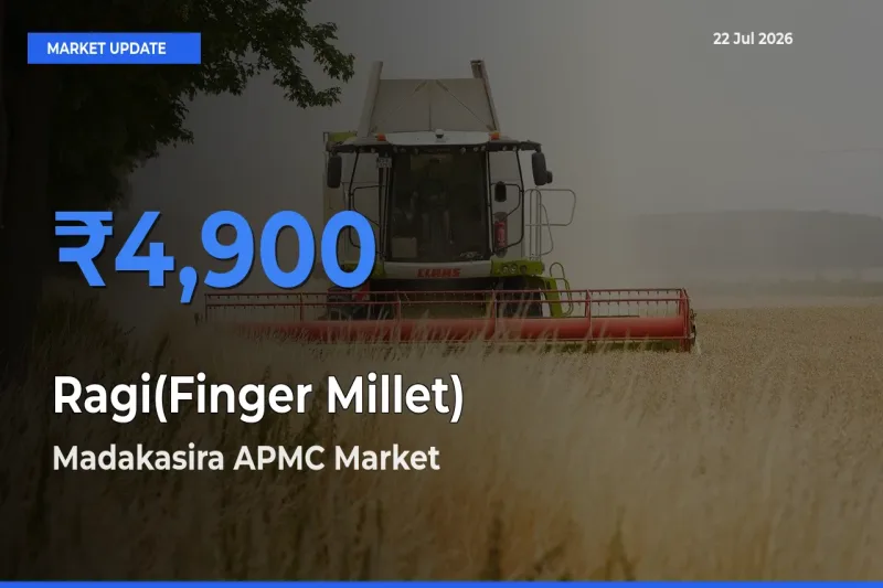 Market Watch: Madakasira APMC Becomes Top Mandi for Ragi(Finger Millet)