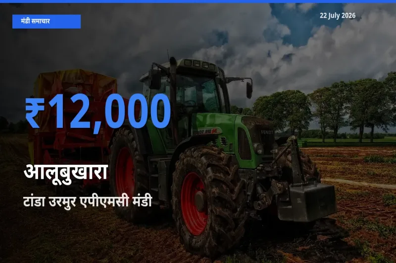 आज आलूबुखारा के सबसे ज़्यादा दाम टांडा उरमुर एपीएमसी मंडी में दर्ज
