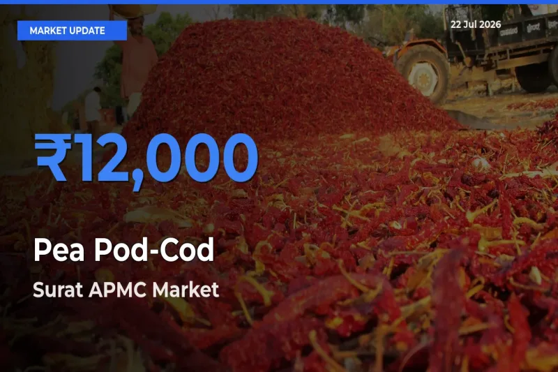 Farmers Prefer Surat APMC as Pea Pod-Cod Hits Highest Rate