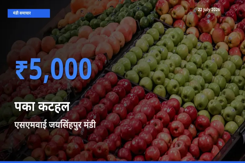 आज का मंडी भाव: पका कटहल के सबसे ज़्यादा दाम एसएमवाई जयसिंहपुर में