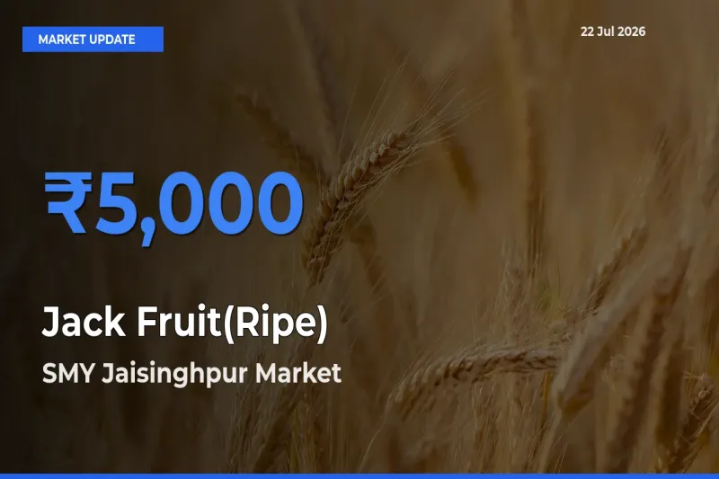 Farmers Prefer SMY Jaisinghpur as Jack Fruit(Ripe) Hits Highest Rate