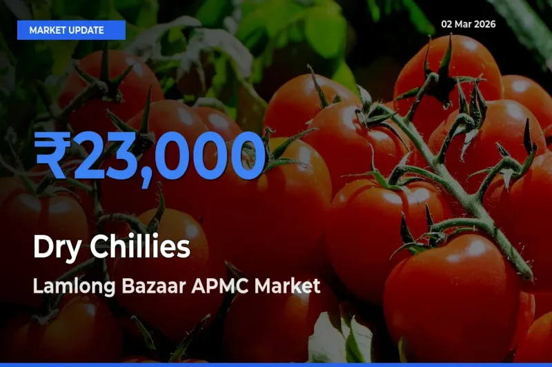 Farmers Prefer Lamlong Bazaar APMC as Dry Chillies Hits Highest Rate