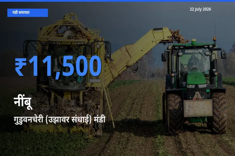 गुडुवनचेरी (उझावर संधाई) मंडी में आज नींबू के सबसे ऊँचे दाम दर्ज