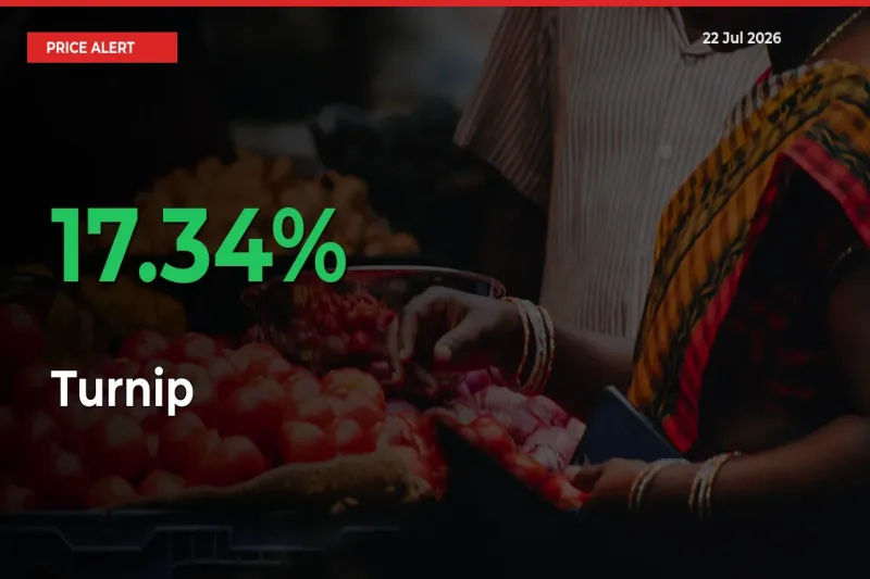 Sudden 17.34% Rally in Turnip Prices Across Mandis