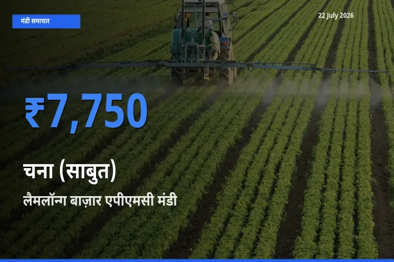 22 July अपडेट: चना (साबुत) के सबसे ऊँचे दाम लैमलॉन्ग बाज़ार एपीएमसी मंडी में