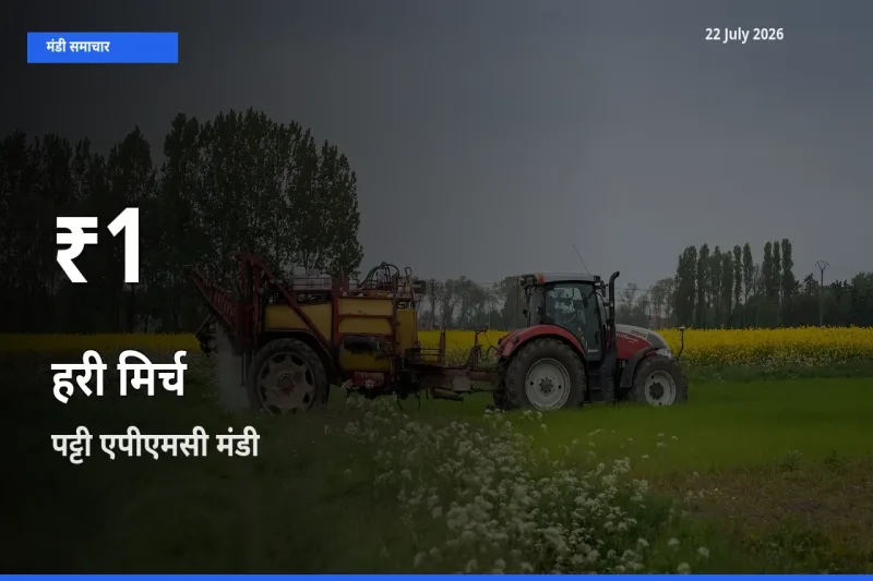 पट्टी एपीएमसी में हरी मिर्च के दाम 30 दिन के न्यूनतम स्तर पर, आज का मंडी भाव देखें