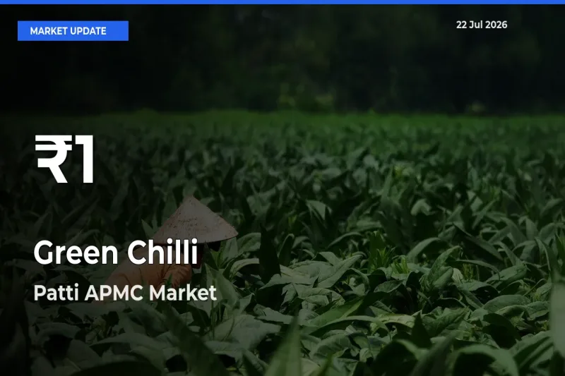 Green Chilli Hits 30-Day Low in Patti APMC