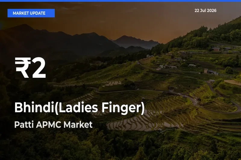 Farmers Concerned as Bhindi(Ladies Finger) Hits 30-Day Low in Patti APMC
