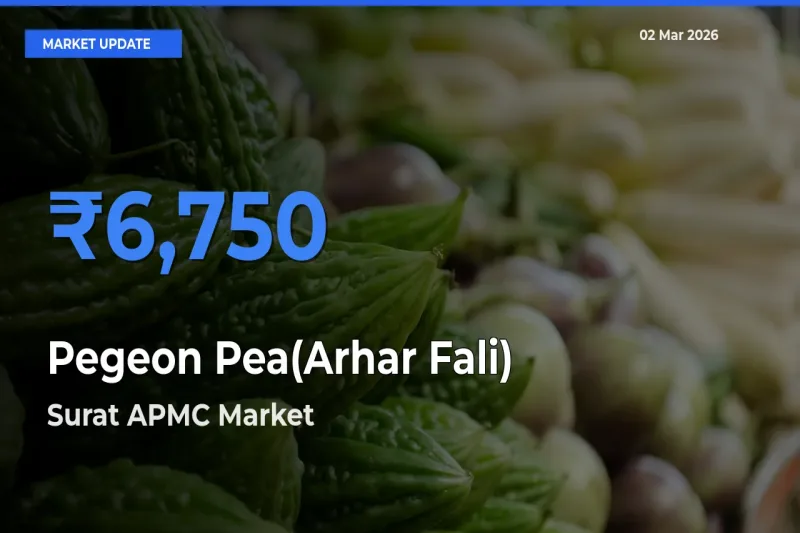 Market Watch: Surat APMC Becomes Top Mandi for Pegeon Pea(Arhar Fali)
