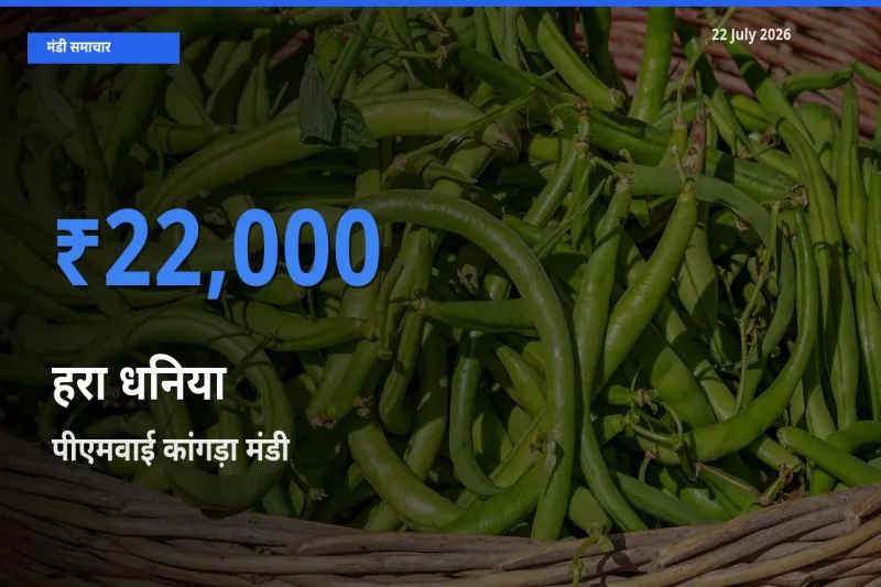 किसानों की पसंद बना पीएमवाई कांगड़ा, हरा धनिया के सबसे अच्छे दाम