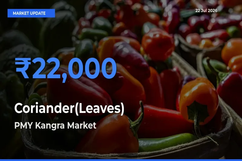PMY Kangra Offers ₹22,000 – Highest Coriander(Leaves) Rate Today