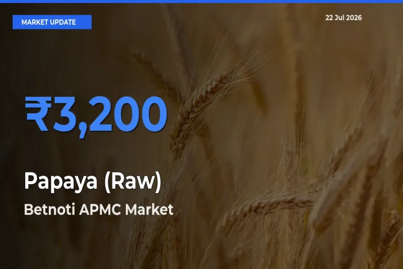 Betnoti APMC Tops Papaya (Raw) Mandi Rates Today