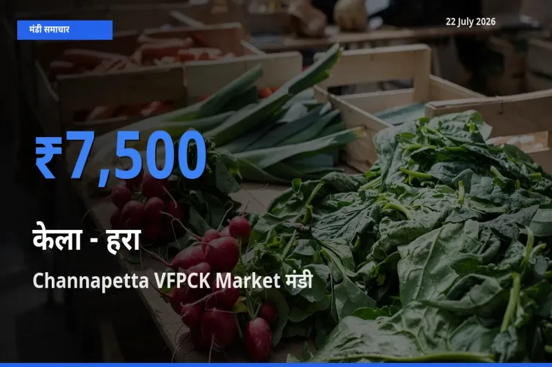 बाज़ार संकेत: Channapetta VFPCK Market बना केला - हरा के लिए आज की टॉप मंडी