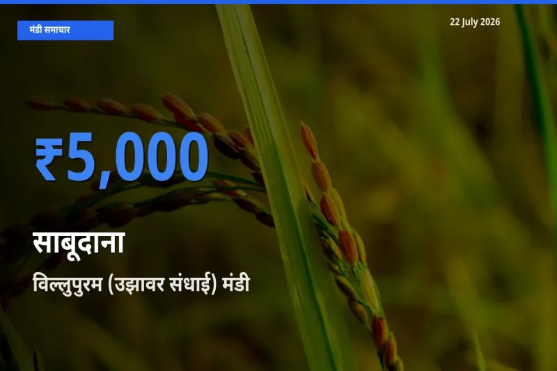 आज का मंडी भाव: साबूदाना के सबसे ज़्यादा दाम विल्लुपुरम (उझावर संधाई) में
