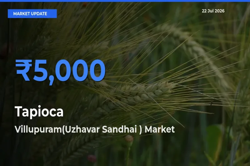 Villupuram(Uzhavar Sandhai ) Tops Tapioca Rates – July 22 Market Update