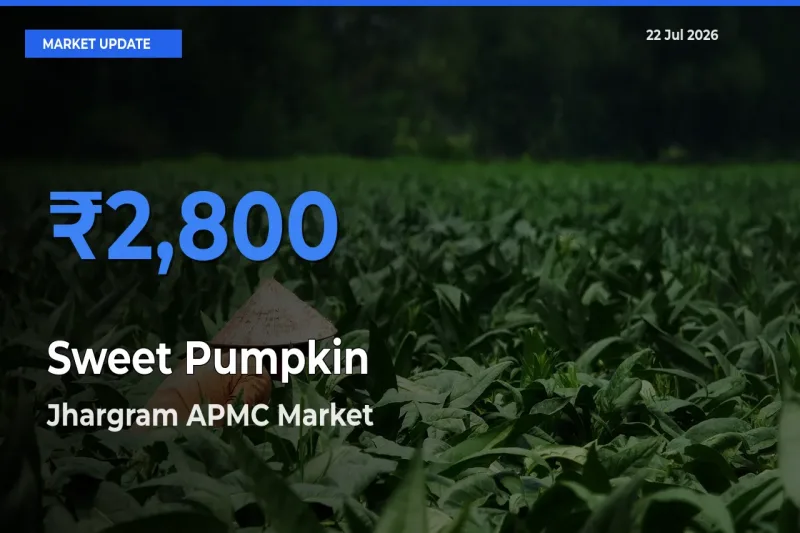 Jhargram APMC Emerges as Top Mandi for Sweet Pumpkin Prices Today