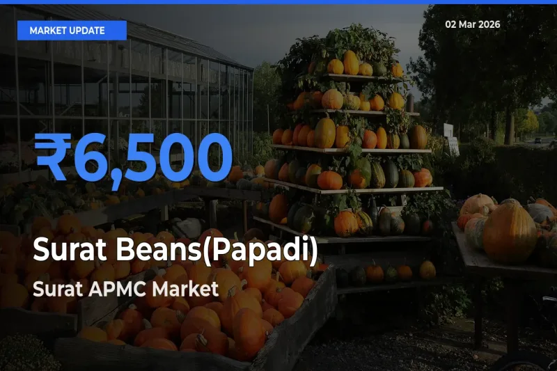 Surat APMC Leads as Top Mandi for Surat Beans(Papadi) Prices