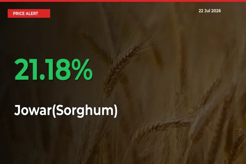 Big Rally! Jowar(Sorghum) Climbs 21.18% in 24 Hours at Top Mandis