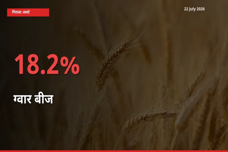 तेज़ गिरावट! मंडी में ग्वार बीज के दाम 18.2% लुढ़के