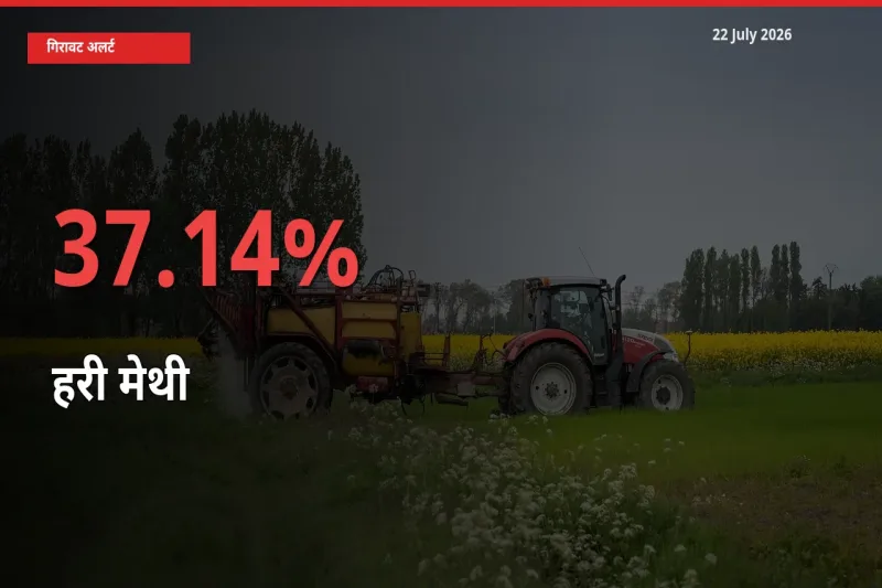 तेज़ गिरावट! मंडी में हरी मेथी के दाम 37.14% लुढ़के