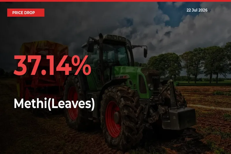 Sudden Shock! Methi(Leaves) Drops 37.14% in 24 Hours at Top Mandis