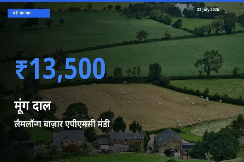 लैमलॉन्ग बाज़ार एपीएमसी मंडी में मूंग दाल ₹13,500 पर पहुँचा – आज का सर्वोच्च भाव