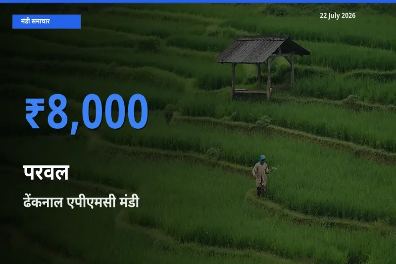 किसानों की पसंद बना ढेंकनाल एपीएमसी, परवल के सबसे अच्छे दाम