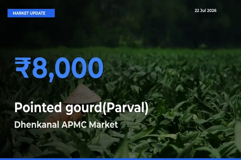 Market Watch: Dhenkanal APMC Becomes Top Mandi for Pointed gourd(Parval)