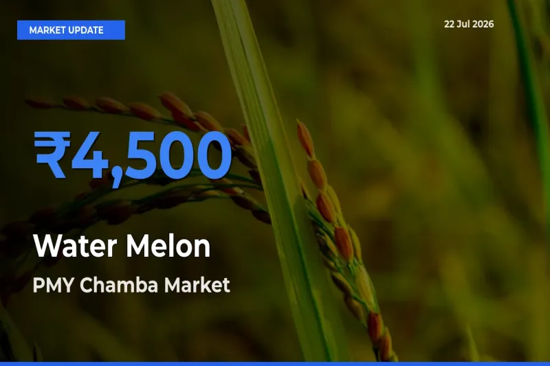 PMY Chamba Tops Water Melon Mandi Rates Today
