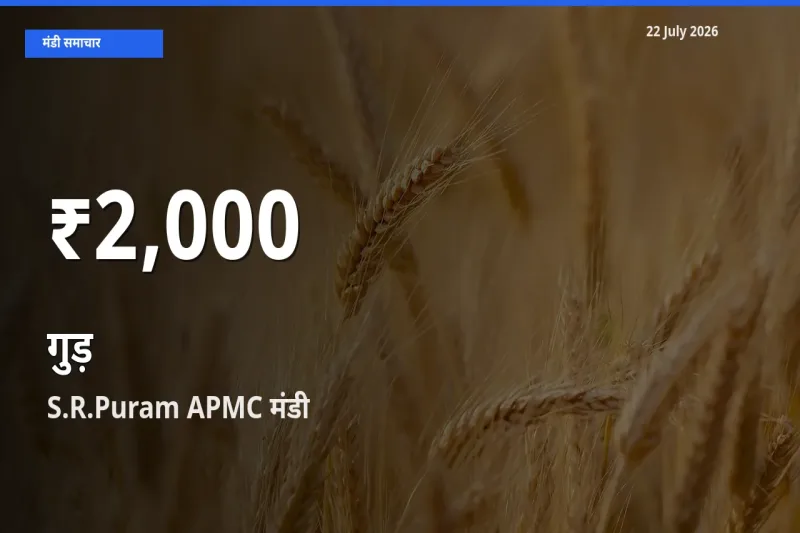 S.R.Puram APMC में गुड़ ₹2,000 पर गिरा – 30 दिन का न्यूनतम भाव