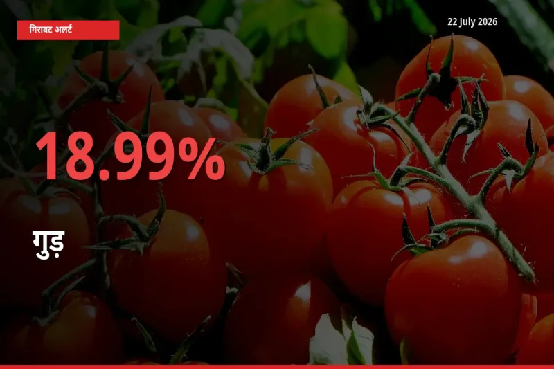 गुड़ के दाम प्रमुख मंडी में 18.99% गिरे, 24 घंटे में बड़ा बदलाव