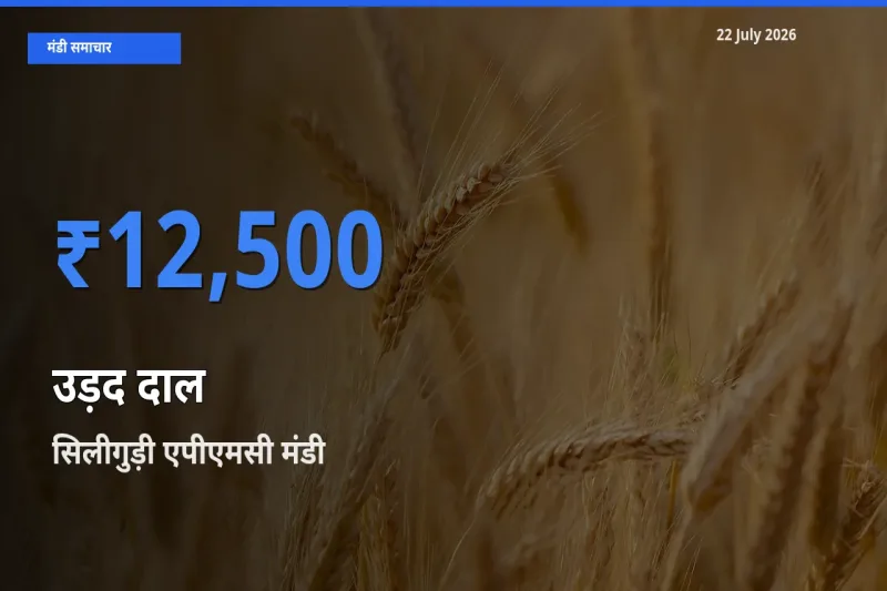 सिलीगुड़ी एपीएमसी में उड़द दाल का आज सबसे ऊँचा भाव