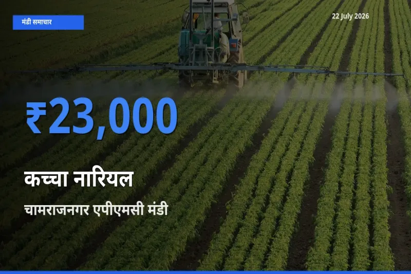 चामराजनगर एपीएमसी में कच्चा नारियल का आज सबसे ऊँचा भाव