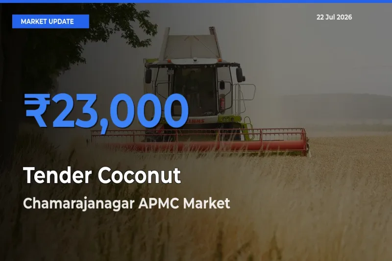 Tender Coconut Mandi Rate Today: Chamarajanagar APMC Tops the List