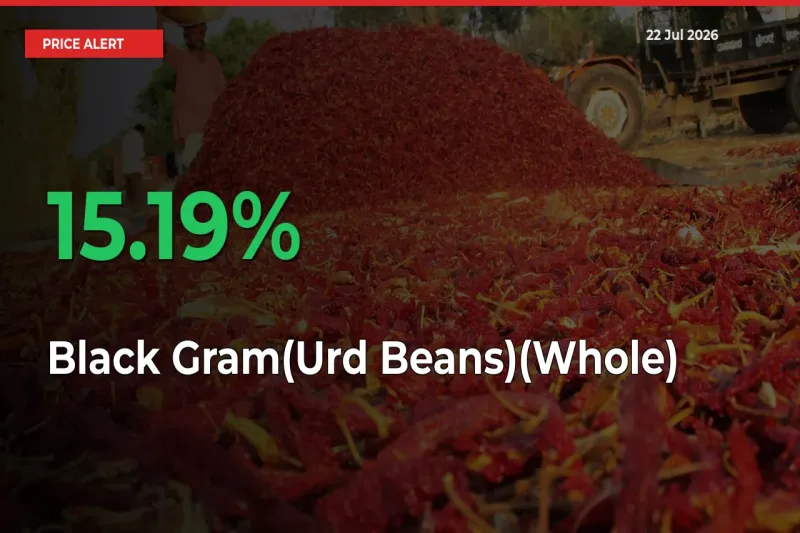 Black Gram(Urd Beans)(Whole) Prices Rise 15.19% in a Day at Major Mandis