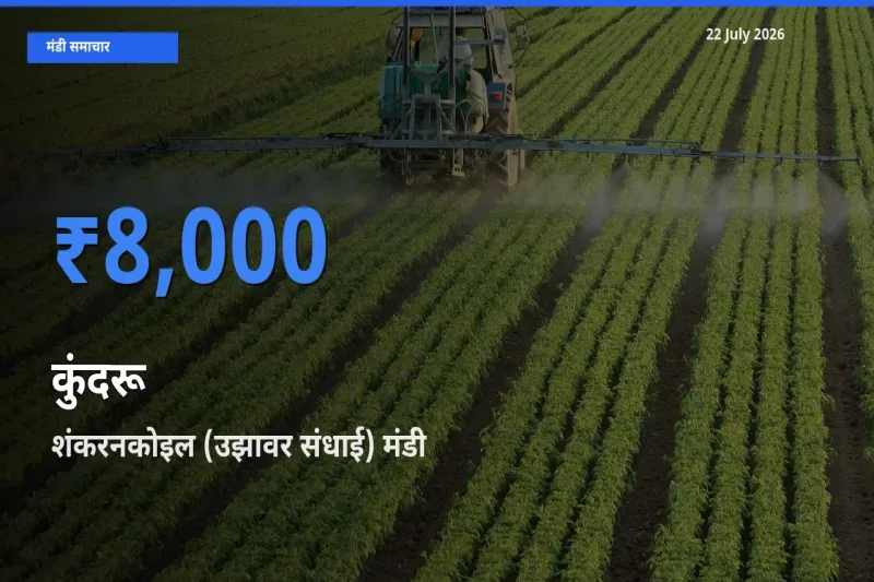 किसानों की पसंद बना शंकरनकोइल (उझावर संधाई), कुंदरू के सबसे अच्छे दाम