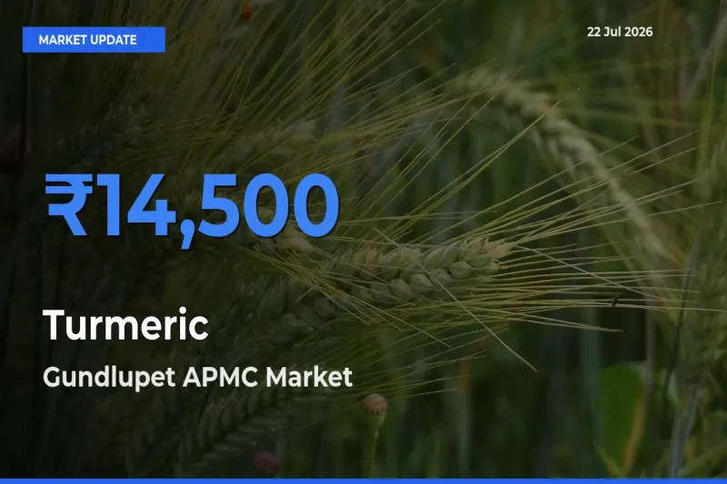 Farmers Prefer Gundlupet APMC as Turmeric Hits Highest Rate