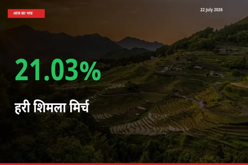 आज का मंडी भाव: हरी शिमला मिर्च के दाम मंडी में 21.03% ऊपर