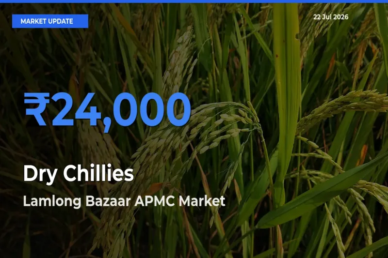 Lamlong Bazaar APMC Leads as Top Mandi for Dry Chillies Prices