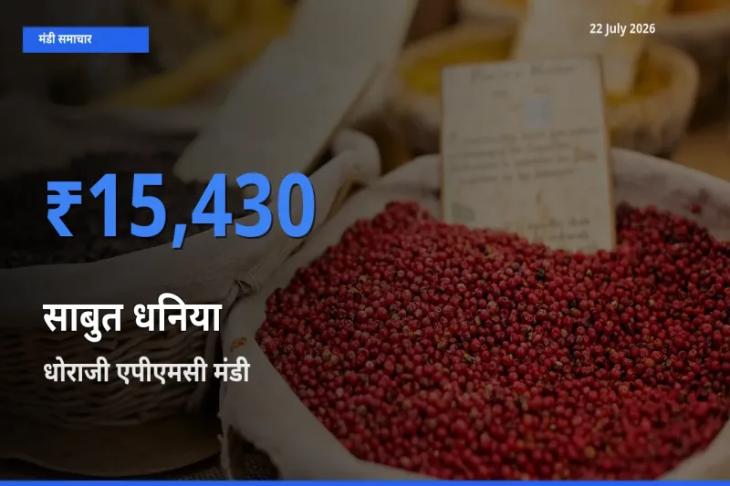 किसानों की पसंद बना धोराजी एपीएमसी, साबुत धनिया के सबसे अच्छे दाम