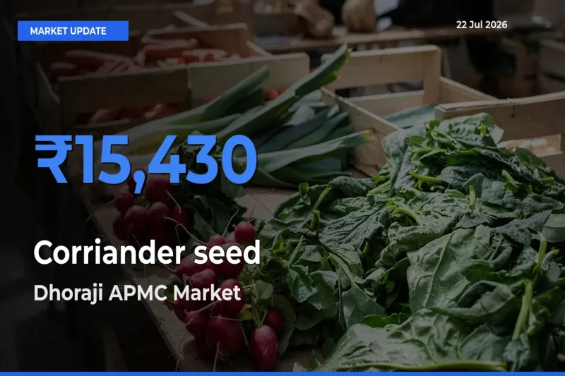 Farmers Prefer Dhoraji APMC as Corriander seed Hits Highest Rate