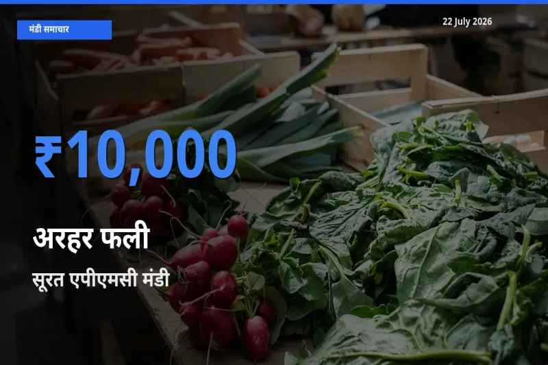 आज अरहर फली के सबसे ऊँचे दाम ₹10,000 सूरत एपीएमसी मंडी में