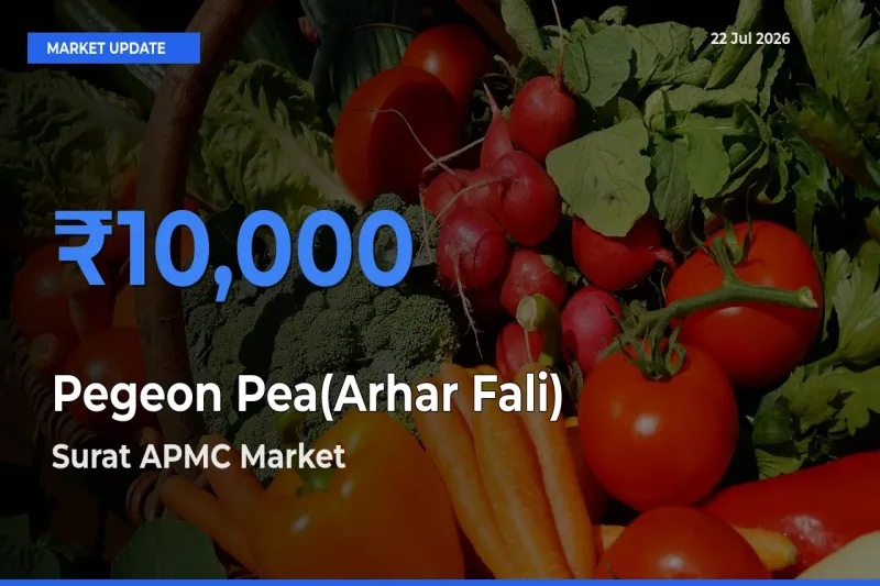 Surat APMC Tops Pegeon Pea(Arhar Fali) Mandi Rates Today