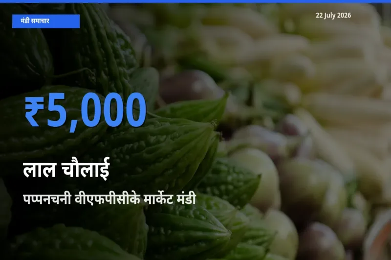 आज लाल चौलाई के सबसे ऊँचे दाम ₹5,000 पप्पनचनी वीएफपीसीके मार्केट मंडी में