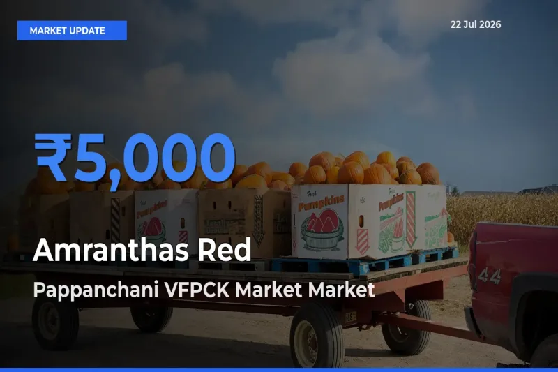 Pappanchani VFPCK Market Tops Amranthas Red Mandi Rates Today