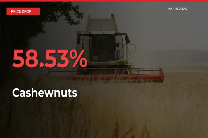 Sudden Shock! Cashewnuts Drops 58.53% in 24 Hours at Top Mandis