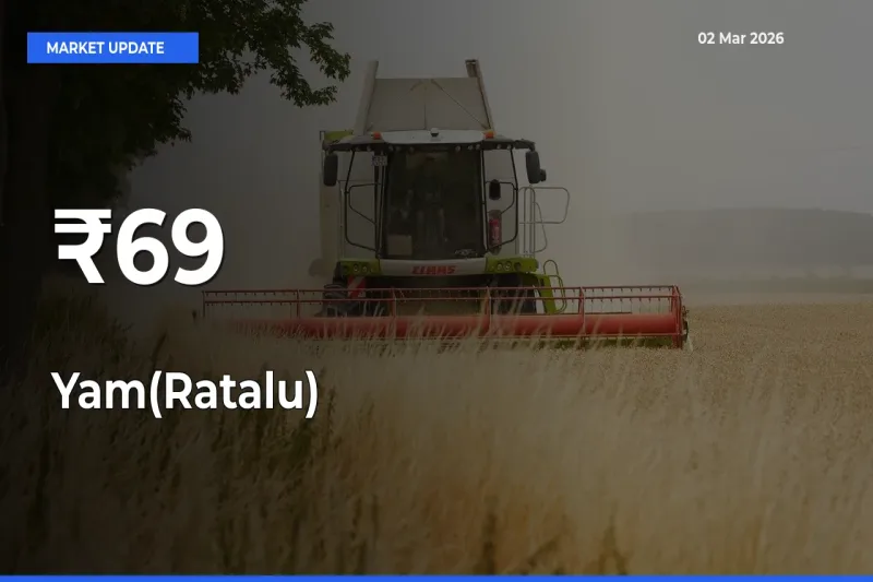 Yam(Ratalu) Trend Strengthens Across Major Mandis