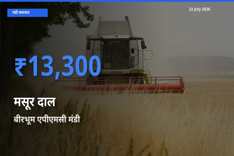 टॉप मंडी बना बीरभूम एपीएमसी! मसूर दाल के सबसे ऊँचे दाम यहीं दर्ज