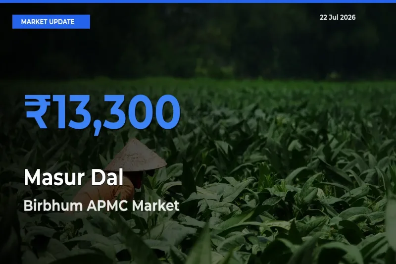 Birbhum APMC Tops Masur Dal Rates – July 22 Market Update