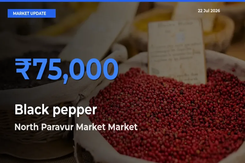 North Paravur Market Leads as Top Mandi for Black pepper Prices
